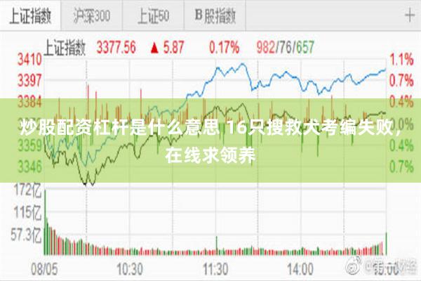 炒股配资杠杆是什么意思 16只搜救犬考编失败，在线求领养